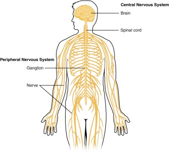 1201_Overview_of_Nervous_System
