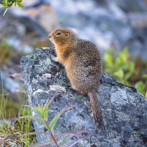 arctic ground squirrel