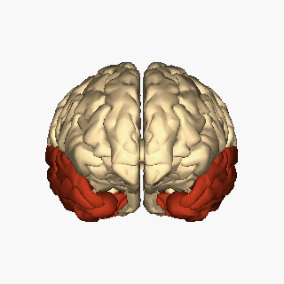 Cerebrum_-_temporal_lobe_-_animation