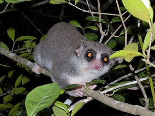 Fat-tailed_Dwarf_Lemur