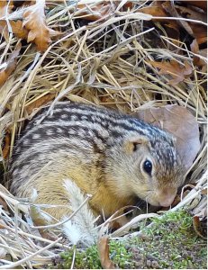 hibernatingsquirrel