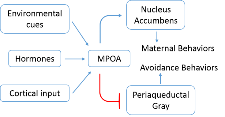Baby on the Brain – PennNeuroKnow