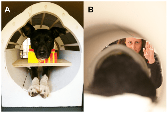 dogmri