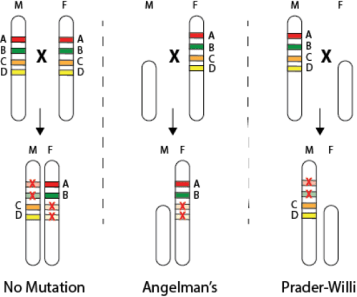 epigeneticsfig2