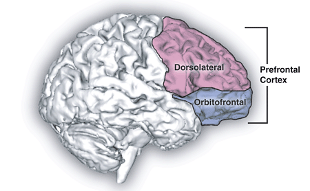 dlpfc_orbito