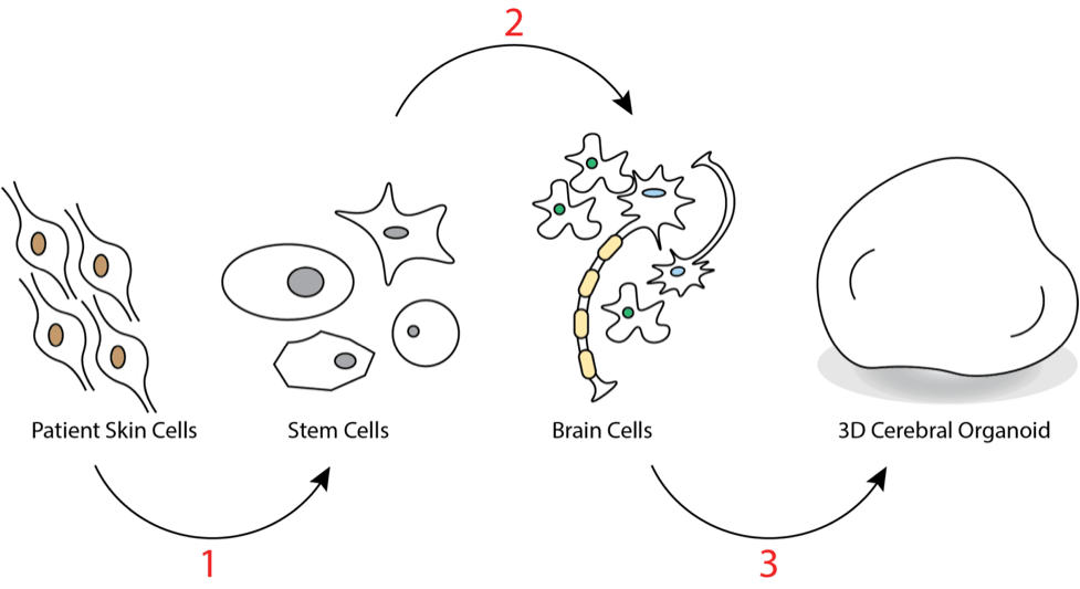nitsanfig1