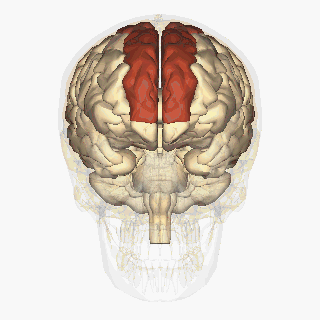 Superior_frontal_gyrus_-_animation