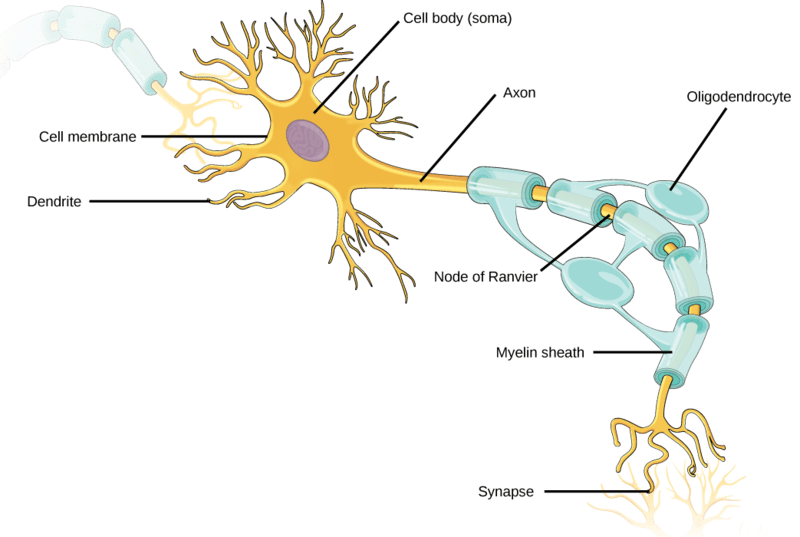 Myelination