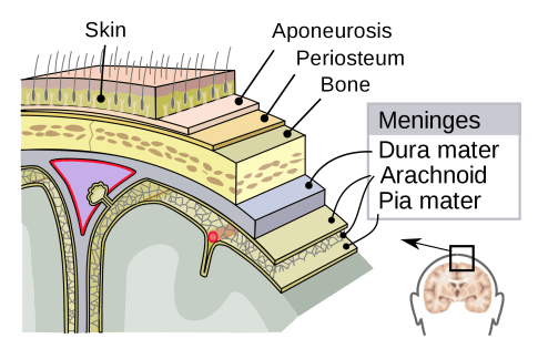 meninges