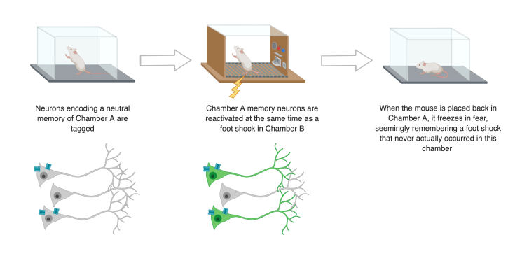 False Memory Outline