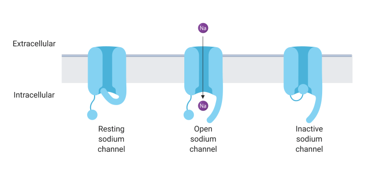 voltage_gated_sodium_channel