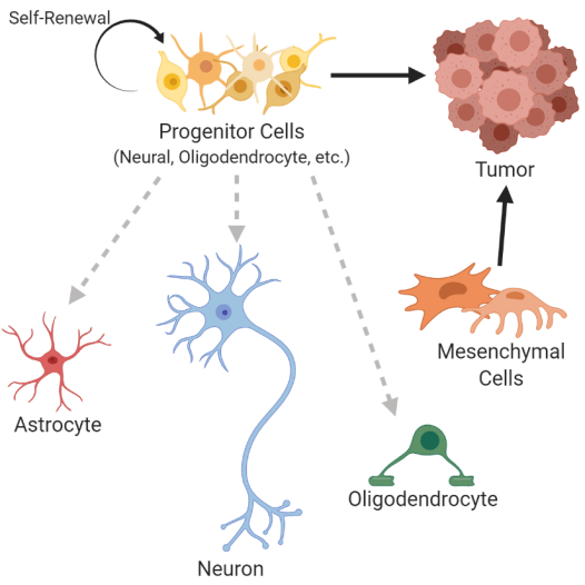 Brain Progenitor Cells Glioblastoma