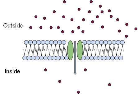 ion channels