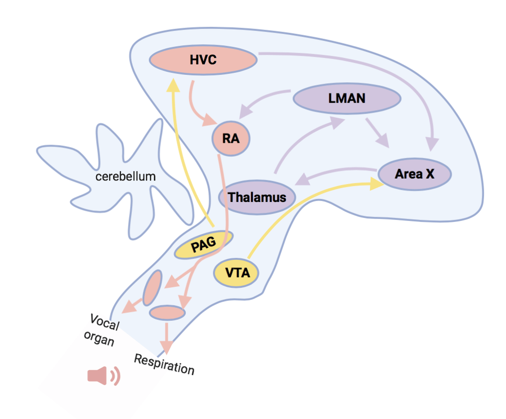 birdsong_brain_pathways