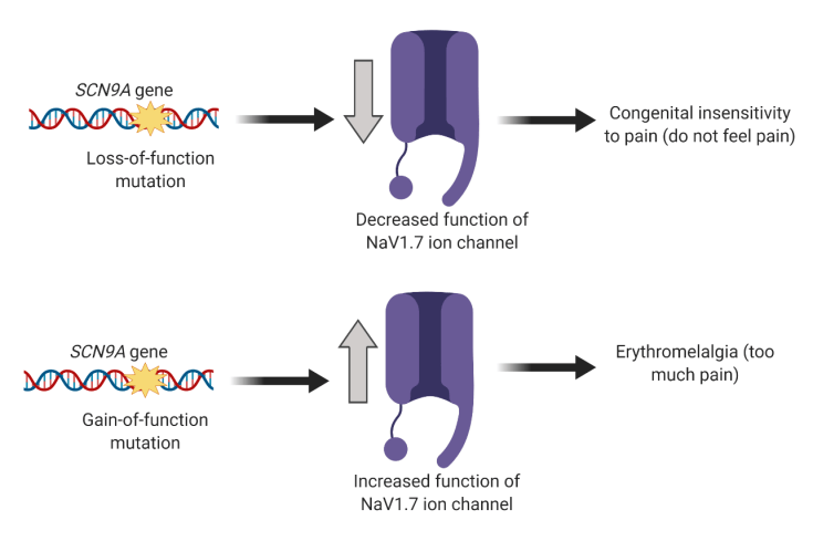 Scn9a The protein that makes you feel pain – PennNeuroKnow