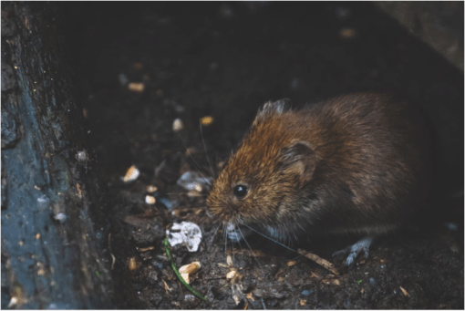 prairie vole