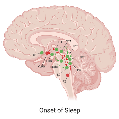 MolPharm NREM Sleep (2)