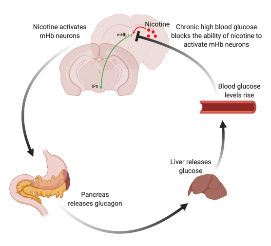 nicotine_bloodglucose_mHb_fig2