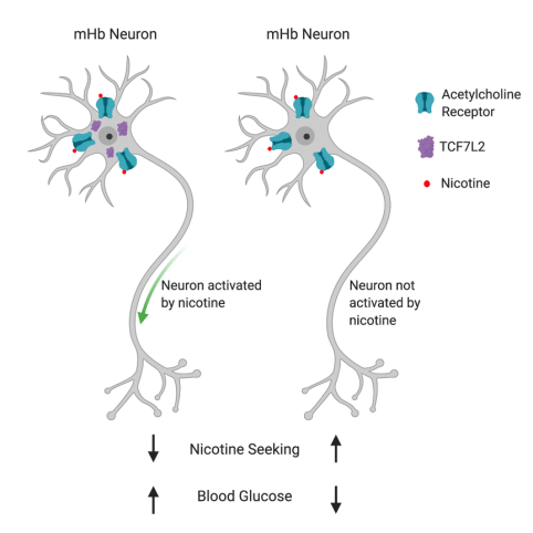 smoking_diabetes_mHb_TCF7L2_fig1