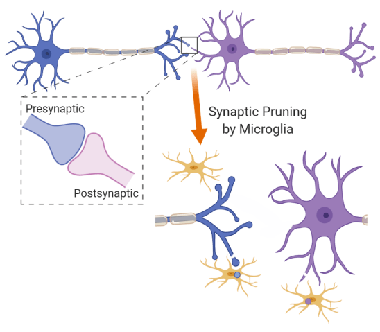 Synaptic pruning