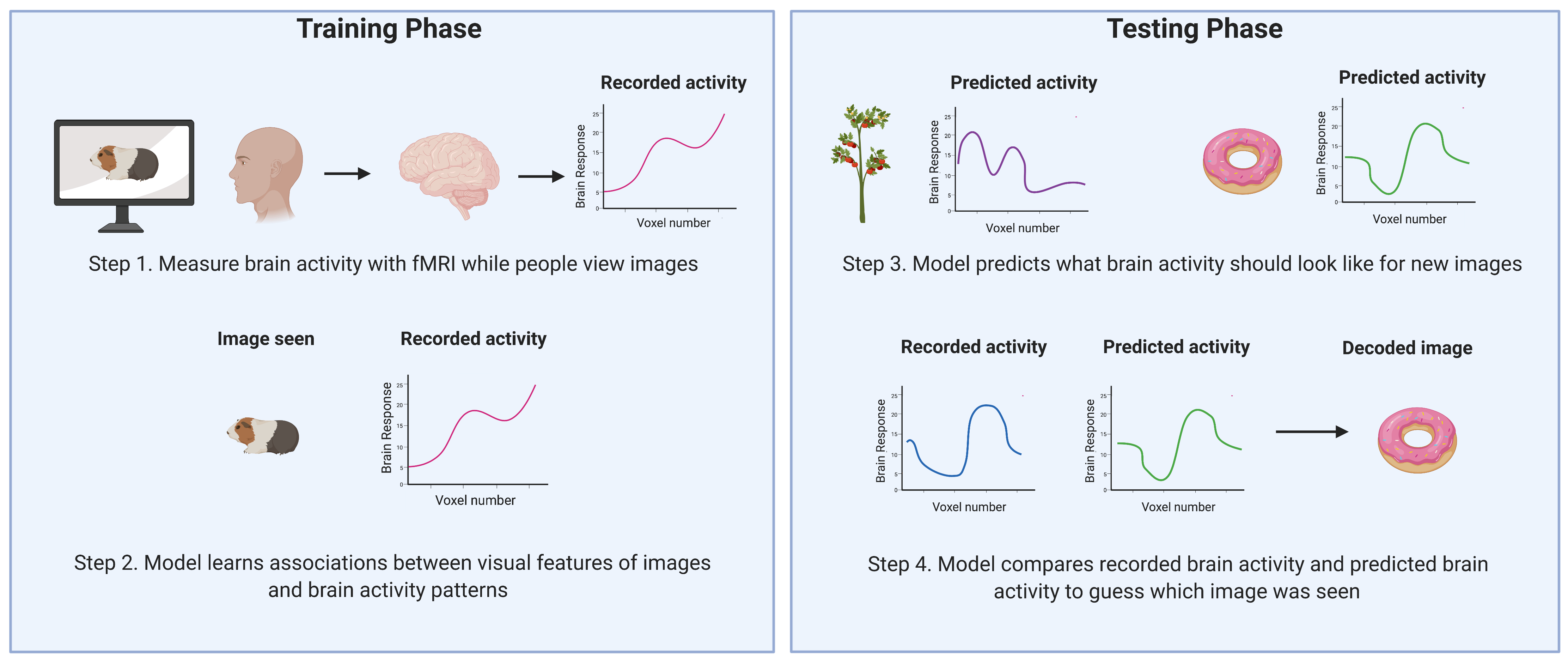 decoding_vision_fig1