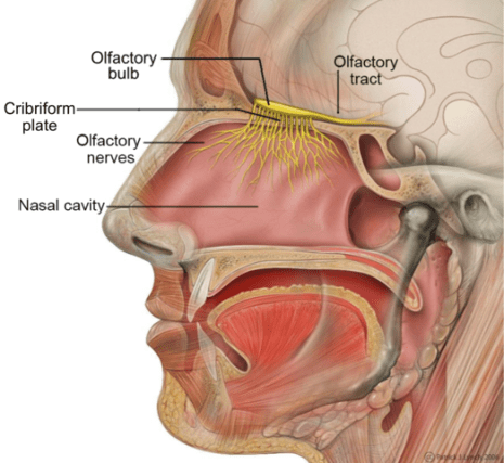 Head_Olfactory_Nerve_Labeled