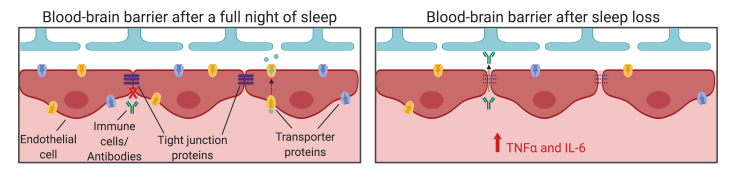 IAES BBB Figure 2 (4)