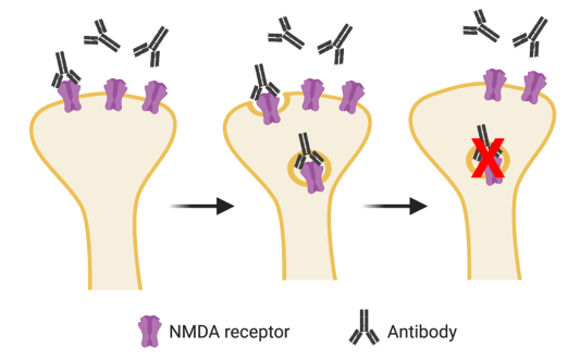 antibodies_memory