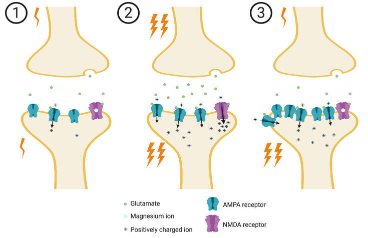 cellular_basis_of_memory