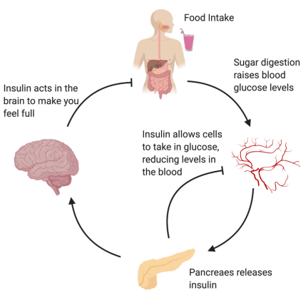 glucose_metabolism