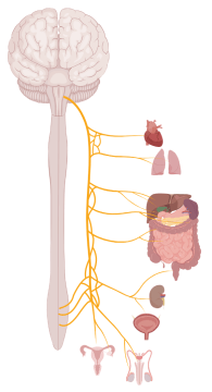 vagus_nerve