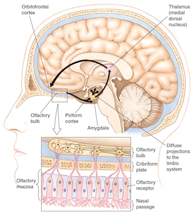 Olfaction
