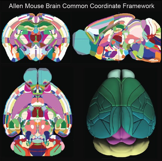Mapping the Brain – PennNeuroKnow