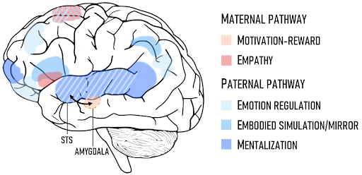 mother father brain pathways