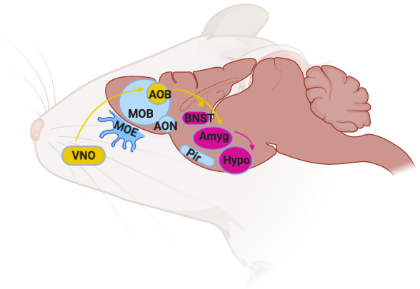 rodent_olfactory_system