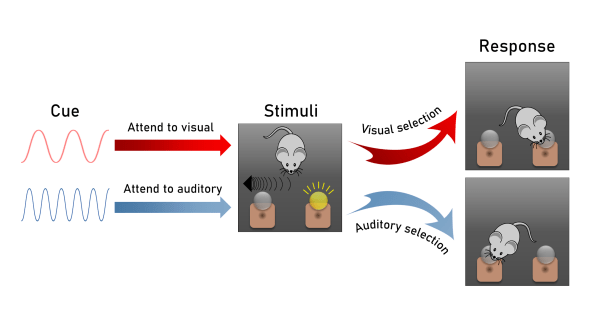 filtering noise sensory gating figure 2