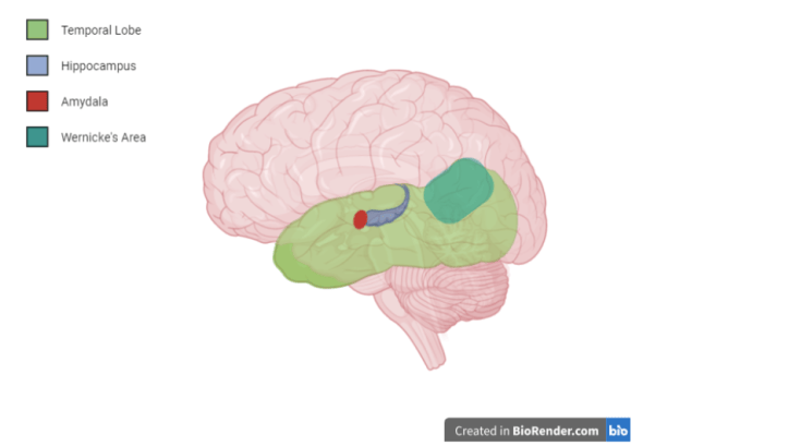 The Sound of Music Therapy: Harmony between the Brain and its Memories ...