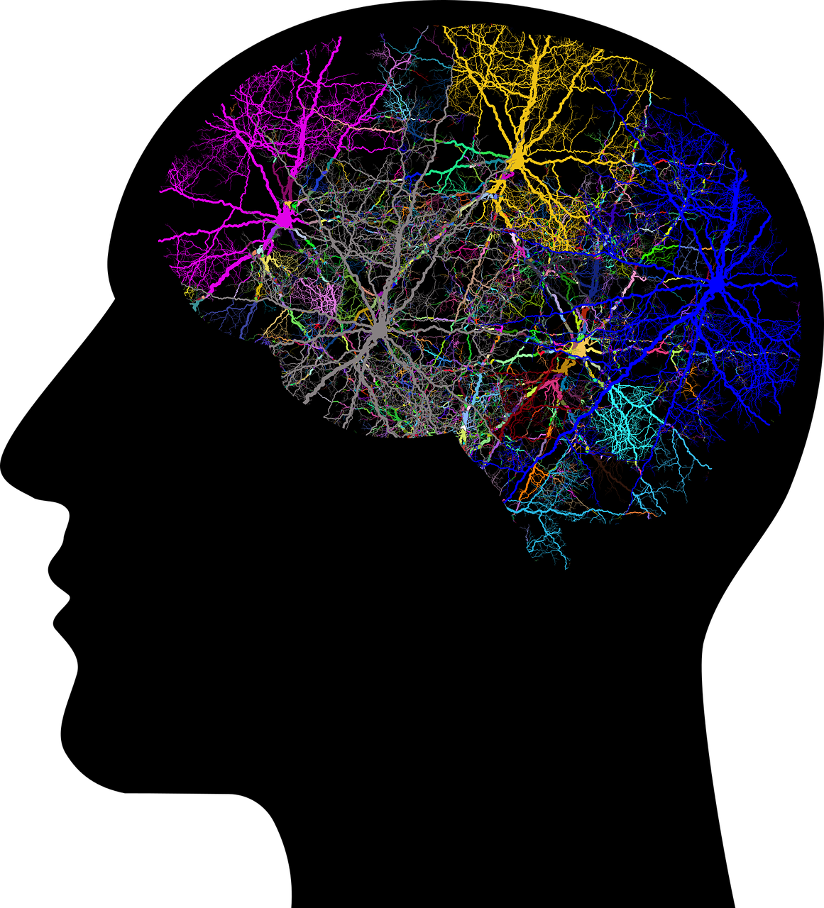 A detailed look inside the human brain – PennNeuroKnow