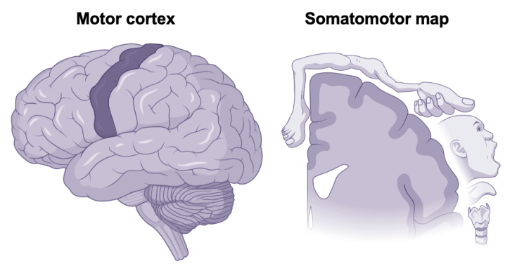 Use it or lose it: A look at cortical mapping, remapping, and ...