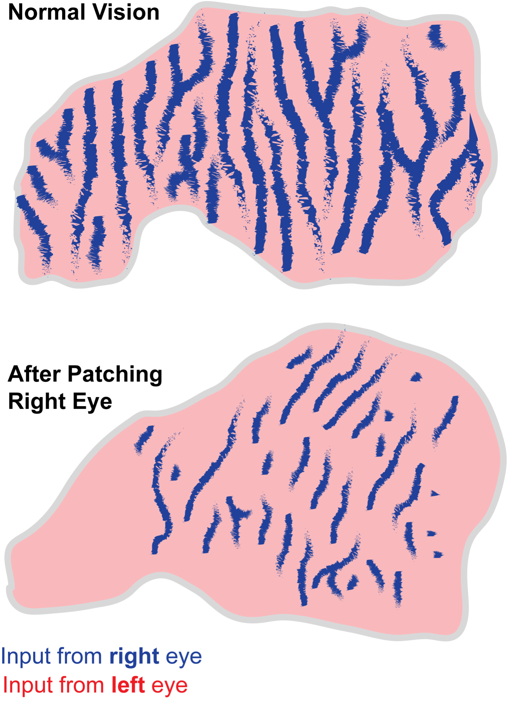 A window of opportunity for learning – PennNeuroKnow