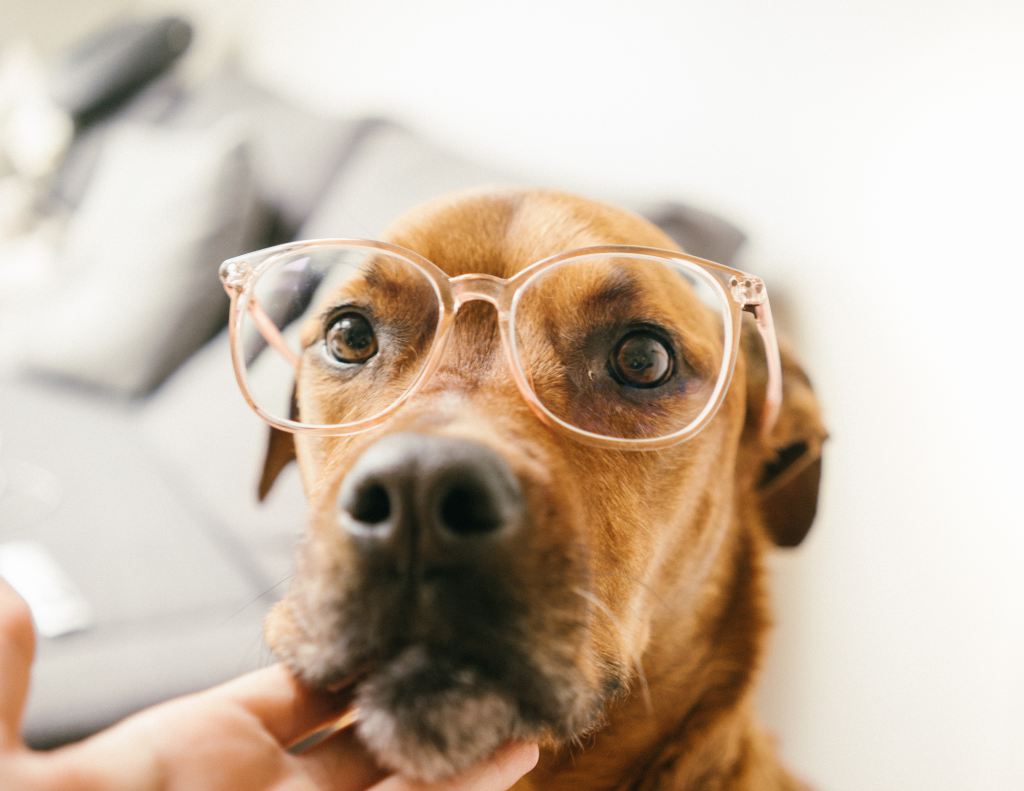 A dog’s eye view: Exploring the visual system from the kennel to the clinic