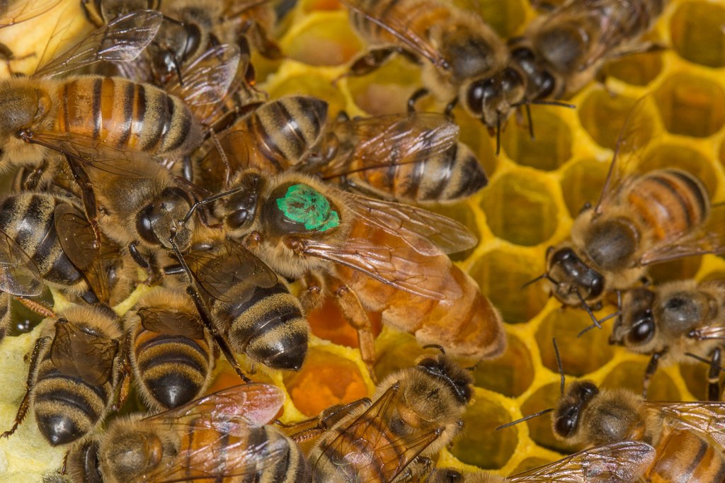 close up image of bees on a comb