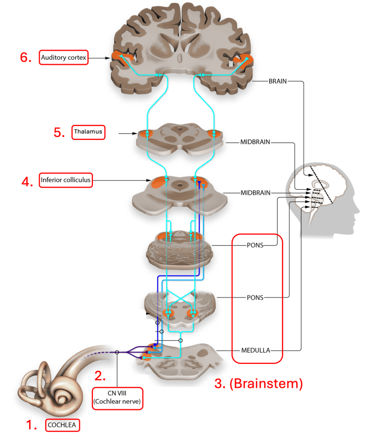 How bats are helping us rethink how the brain hears – PennNeuroKnow