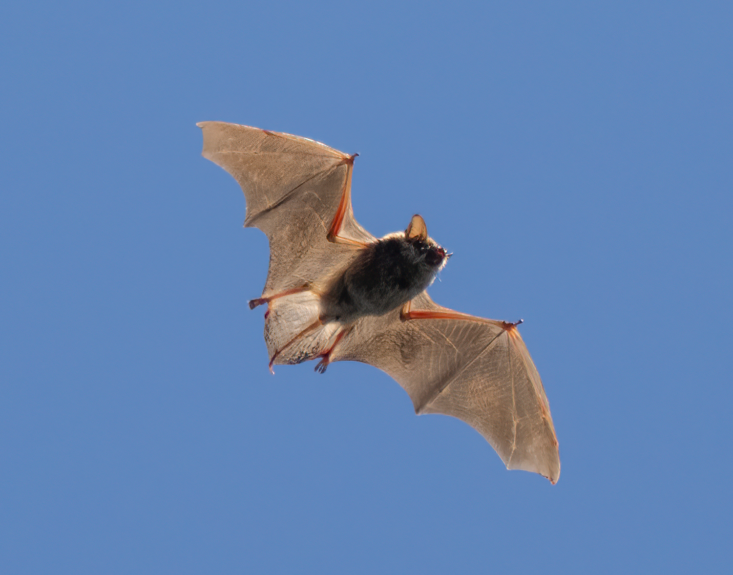 How bats are helping us rethink how the brain hears – PennNeuroKnow