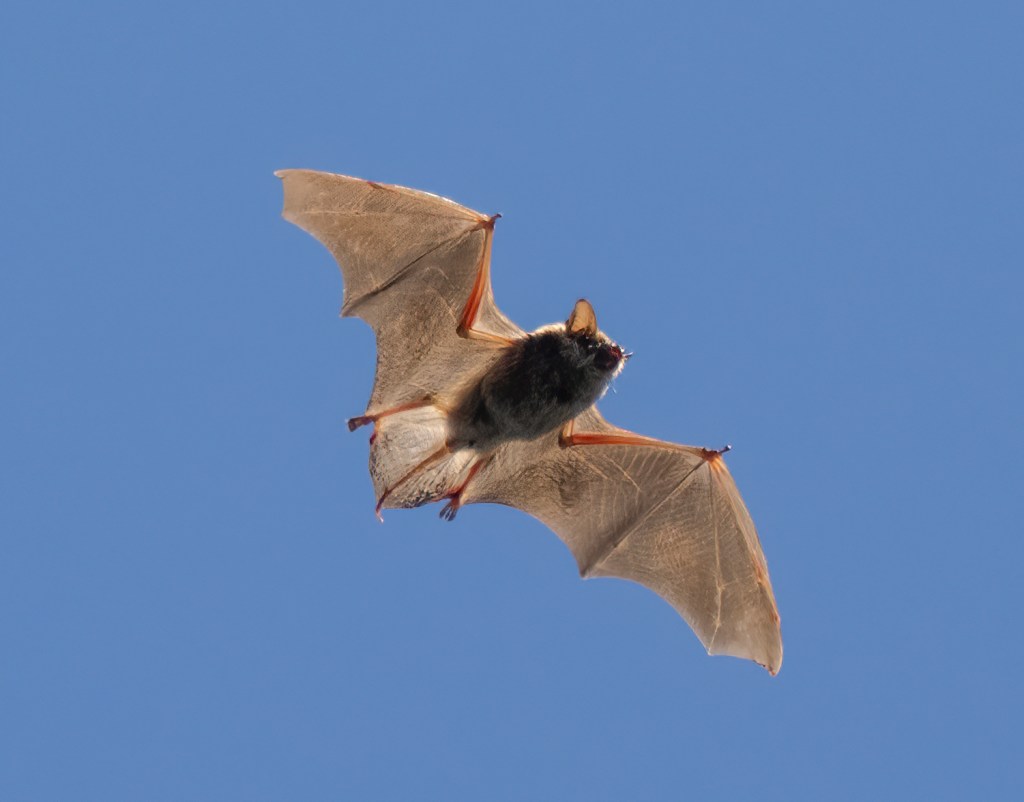 How bats are helping us rethink how the brain&nbsp;hears