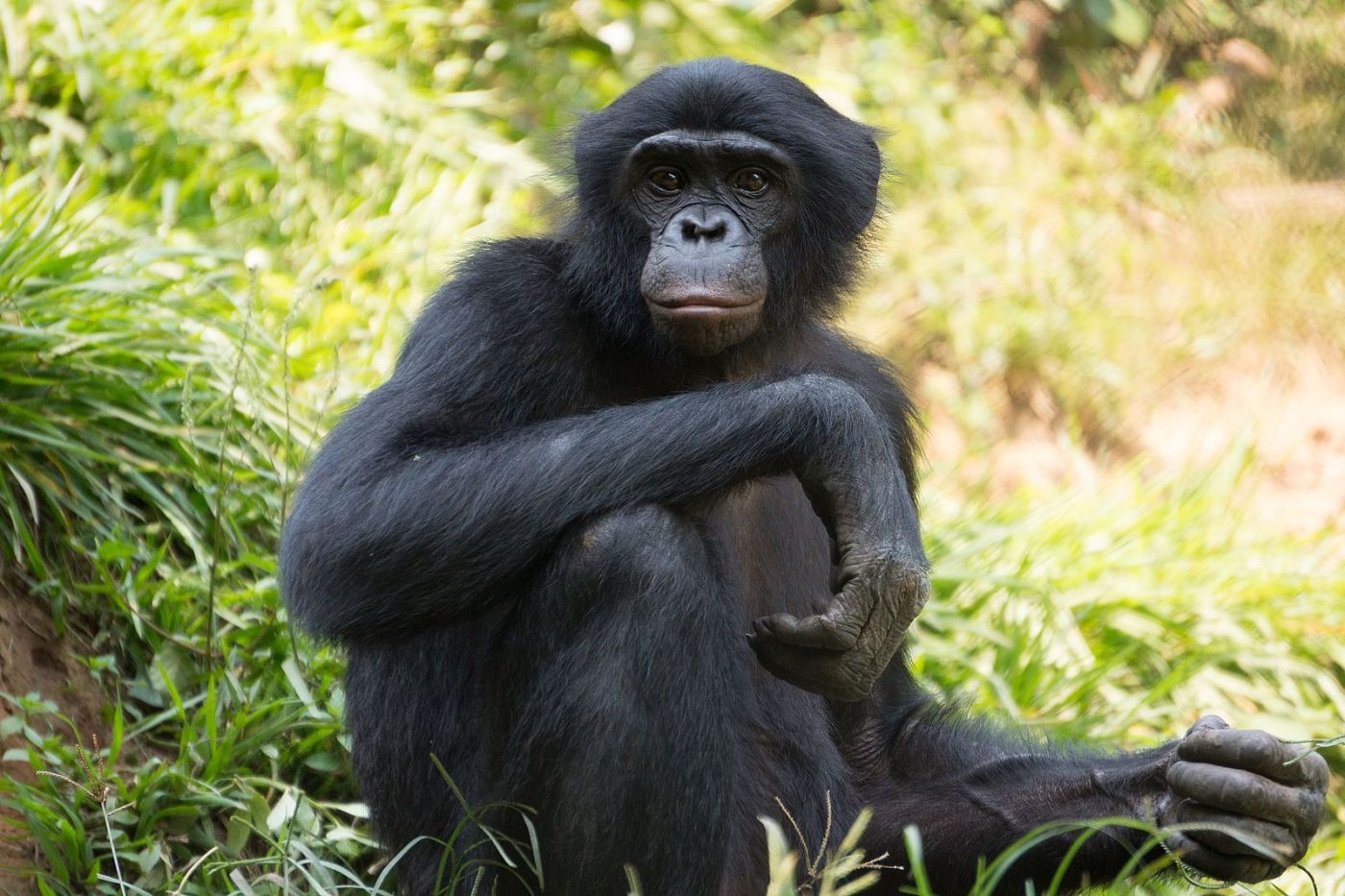 black-fur ape-like creature posing in a neutral stance surrounded by green grass