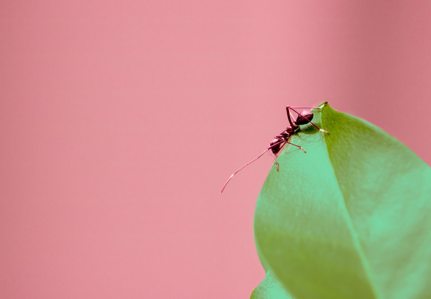 leaf cutter ant sitting on top of green leaf