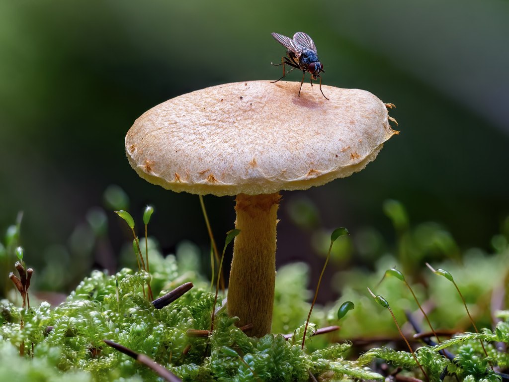 When insects lose their minds: The fascinating world of parasitic&nbsp;fungi