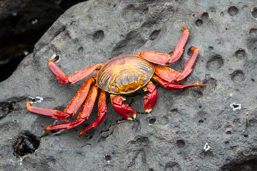red crab on a gray rock